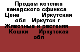 Продам котенка канадского сфинкса › Цена ­ 4 000 - Иркутская обл., Иркутск г. Животные и растения » Кошки   . Иркутская обл.